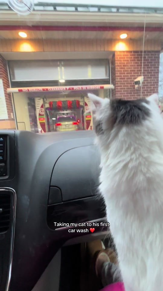 TikTok video thumbnail by gill.ainsley
