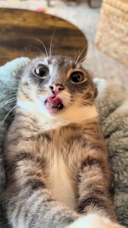 TikTok video thumbnail by iamrigbycat