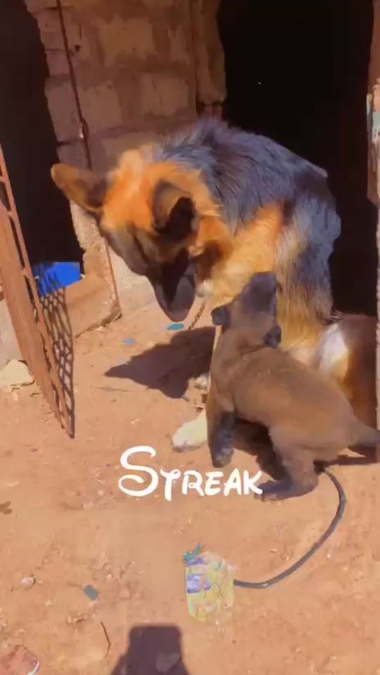 TikTok video thumbnail by animaux_de_votre_choix