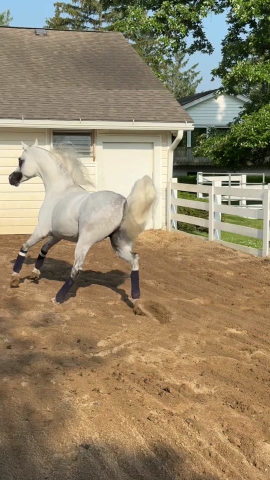 TikTok video thumbnail by akahorseman