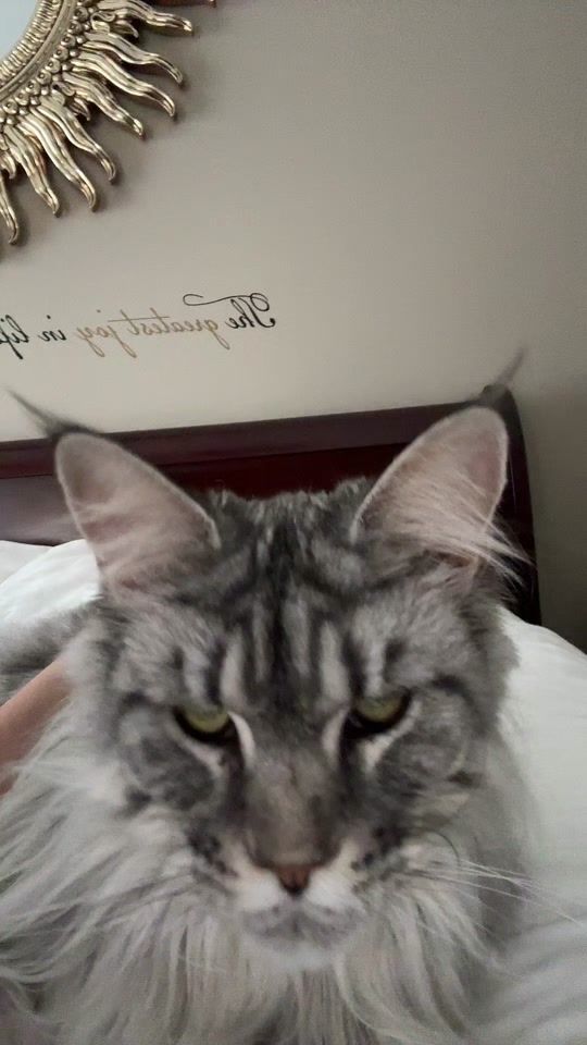 TikTok video thumbnail by kacey.taylorrx