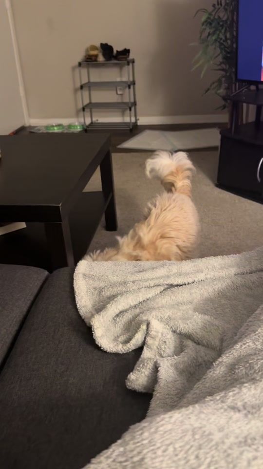 TikTok video thumbnail by misscocovlogs