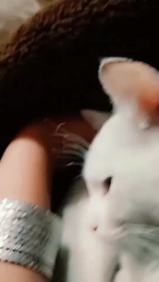 TikTok video thumbnail by kotligirl65