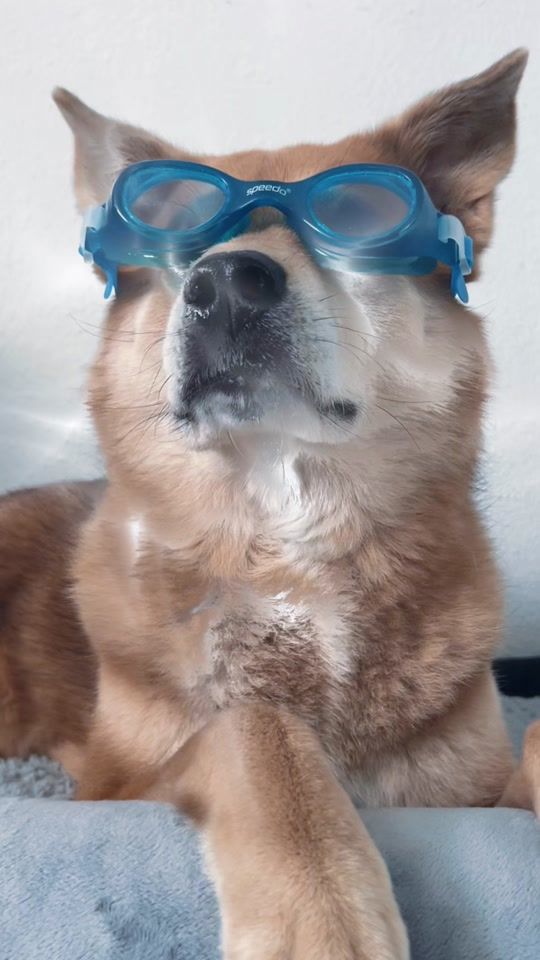 TikTok video thumbnail by jaxxperro