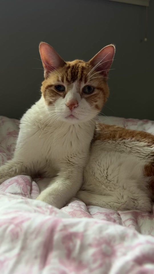 TikTok video thumbnail by cheetotheorangekitty