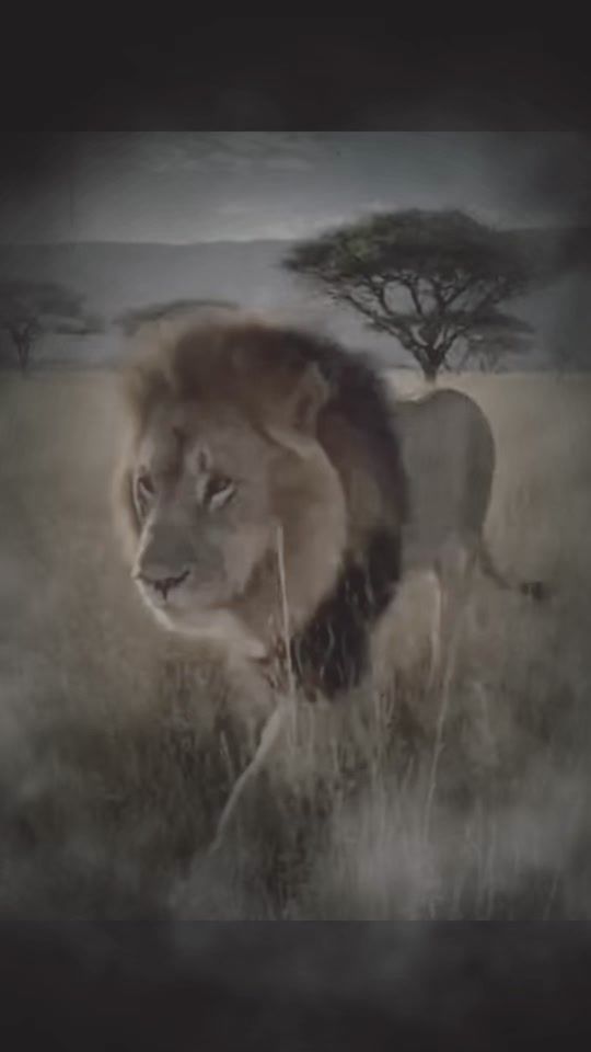 TikTok video thumbnail by lionmind17
