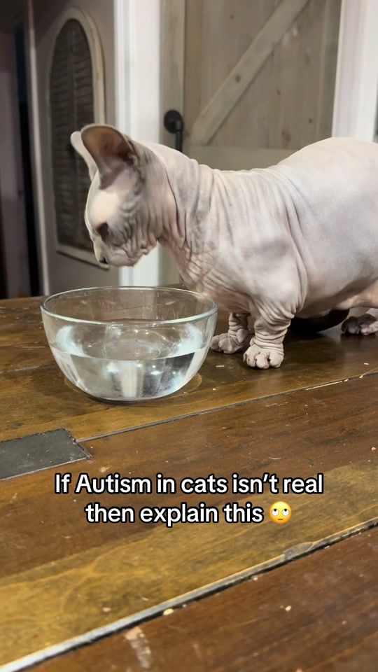 TikTok video thumbnail by gingerslunt