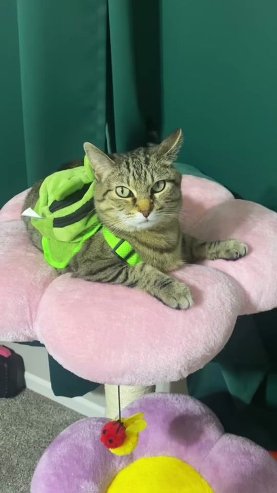 TikTok video thumbnail by peachie.cass