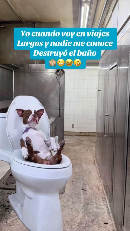 TikTok video thumbnail by principe_de_princess