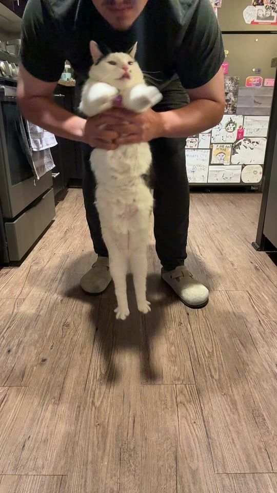 TikTok video thumbnail by melon.n.finn