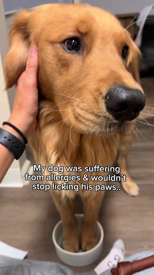 TikTok video thumbnail by hudsonstaysgolden