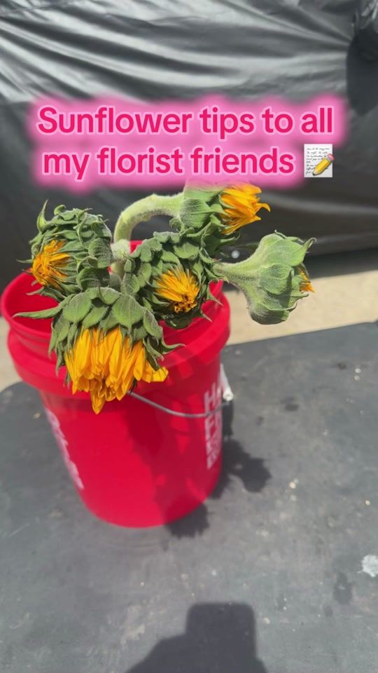 TikTok video thumbnail by arisromanticcreations