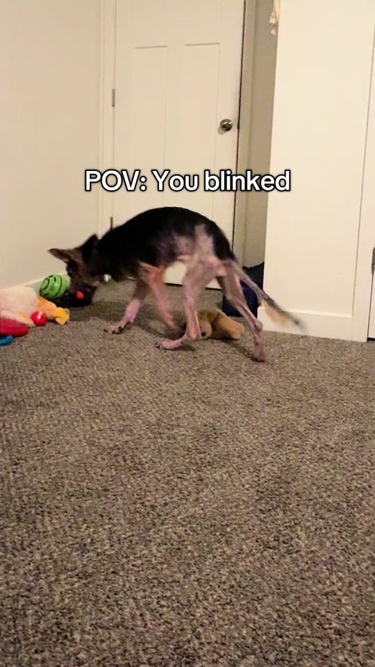 TikTok video thumbnail by mowgliandmeee