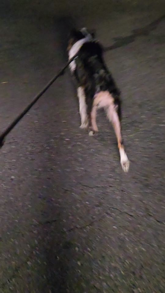 TikTok video thumbnail by pnwsupermoon2334