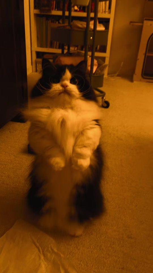 TikTok video thumbnail by bo.the.hobbit