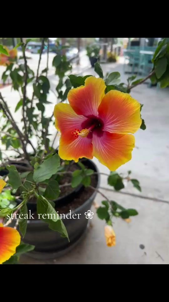 TikTok video thumbnail by its.carilyn