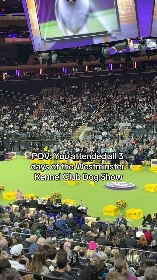 TikTok video thumbnail by wkcdogs