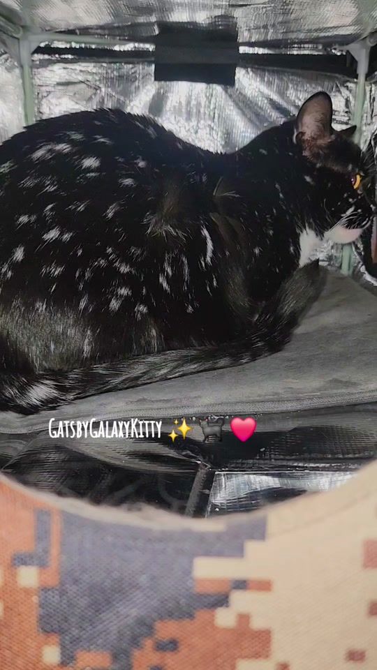 TikTok video thumbnail by gatsbygalaxykitty