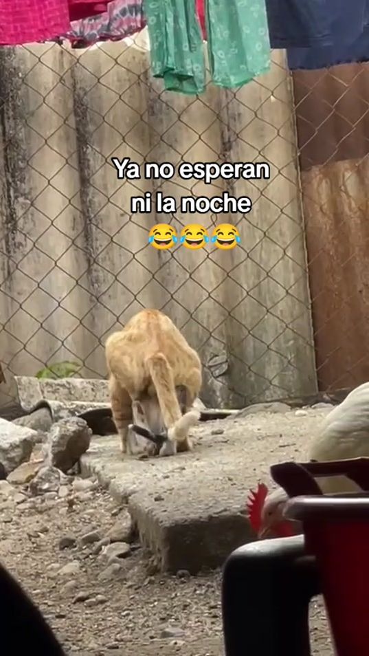 TikTok video thumbnail by manuel.504.4