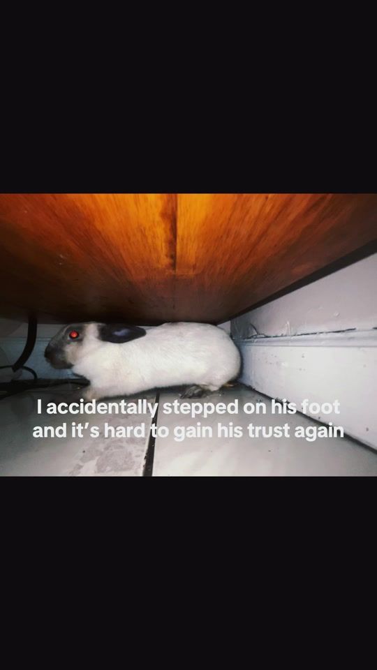 TikTok video thumbnail by ara_deadz