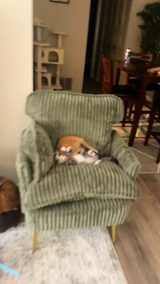 TikTok video thumbnail by iamrigbycat