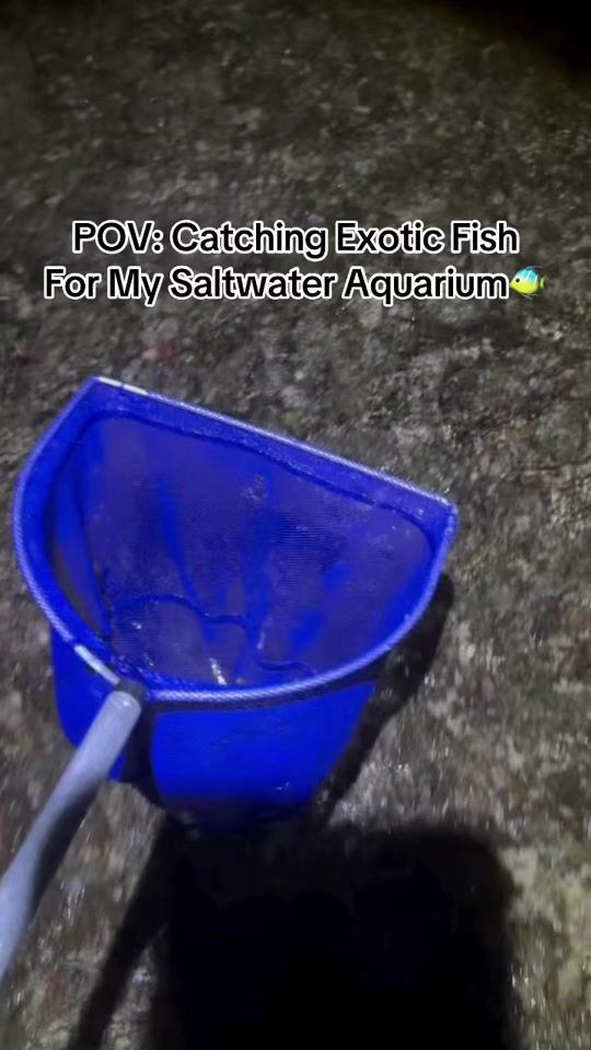 TikTok video thumbnail by worldofreefs