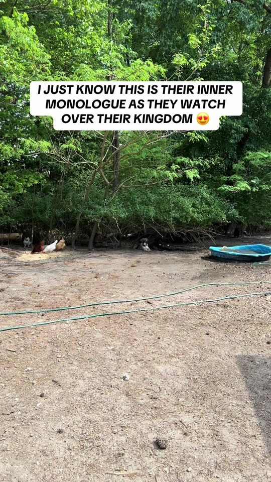 TikTok video thumbnail by thedogmoms