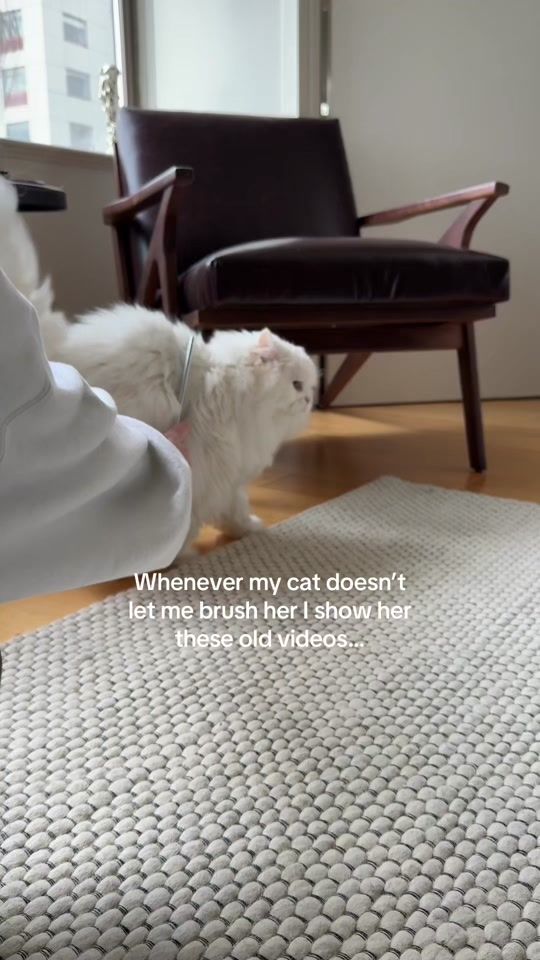 TikTok video thumbnail by cleothecitykitty