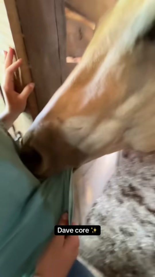TikTok video thumbnail by davethehorse