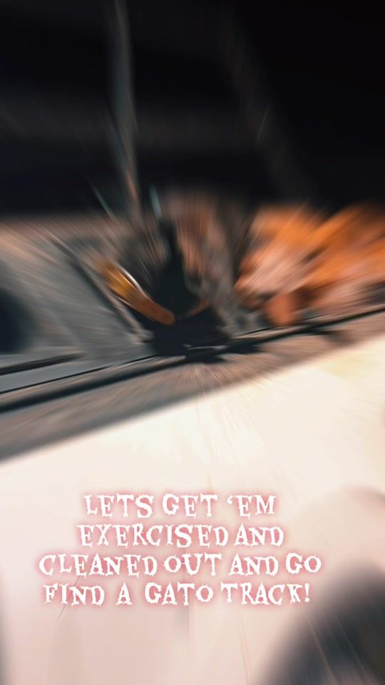 TikTok video thumbnail by biddle.troy