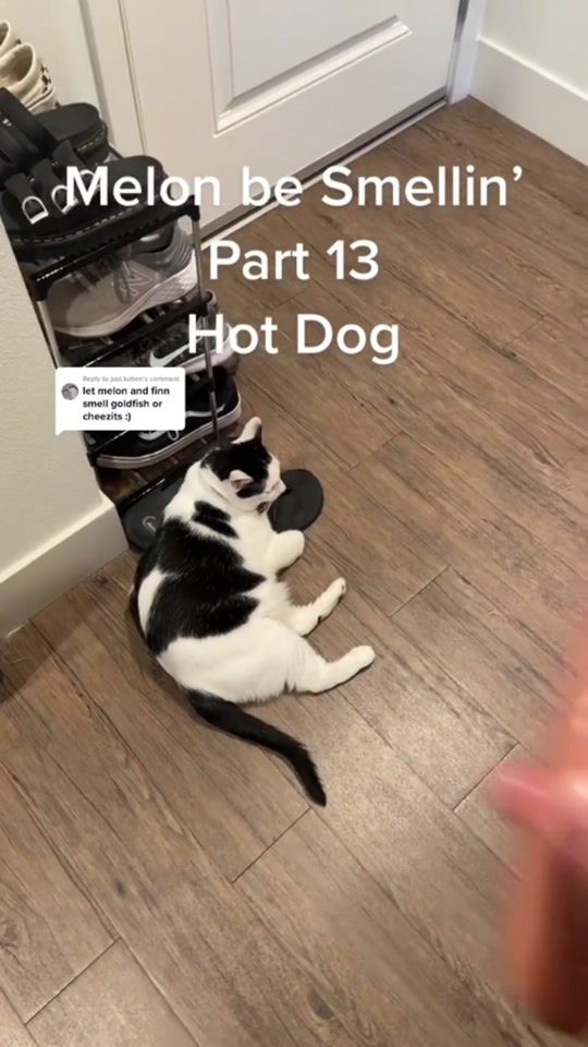 TikTok video thumbnail by melon.n.finn