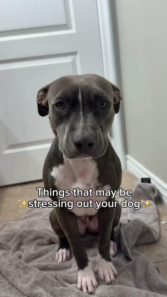 TikTok video thumbnail by knight_thepit