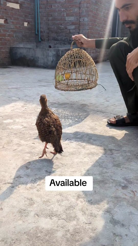 TikTok video thumbnail by altuyur071