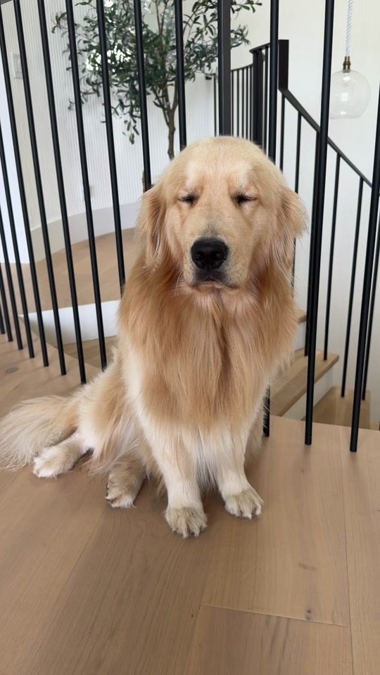 TikTok video thumbnail by maui.thegoldenpup
