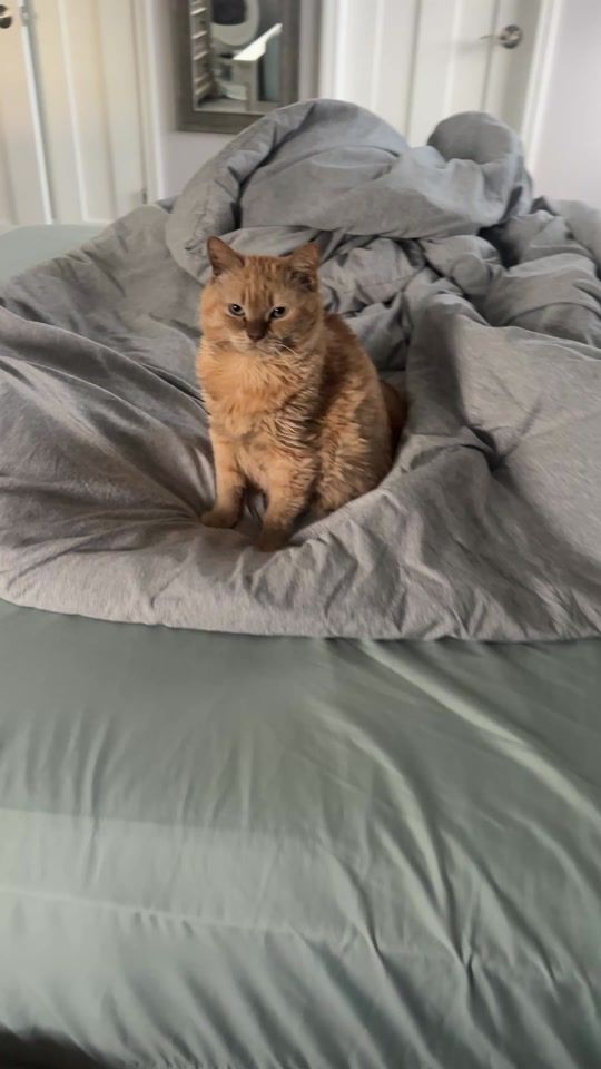 TikTok video thumbnail by timmythechonk