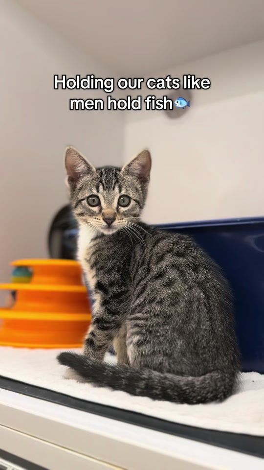 TikTok video thumbnail by sdhumanesociety
