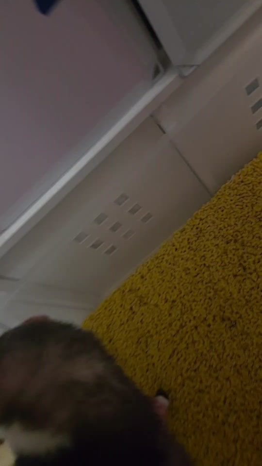 TikTok video thumbnail by fuffyferrets