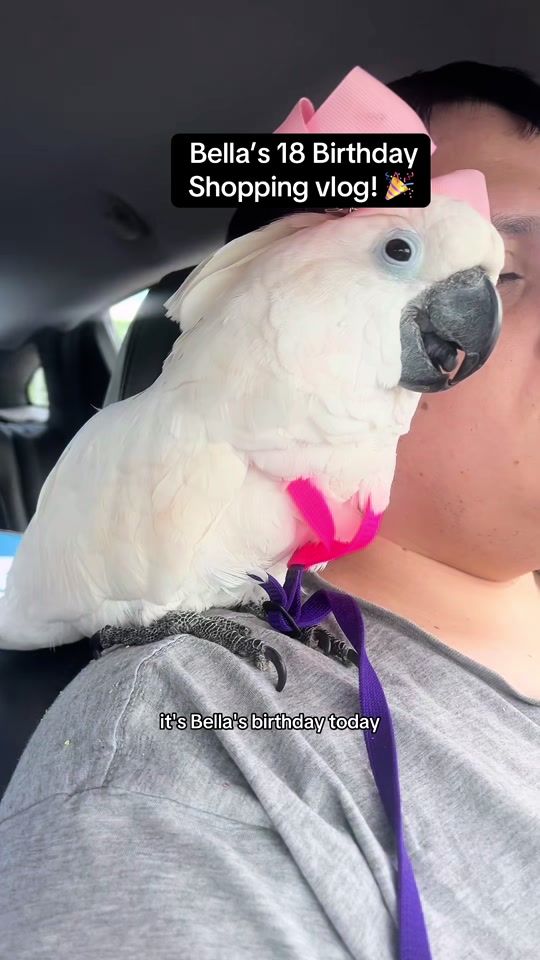 TikTok video thumbnail by bellatheeumbrella