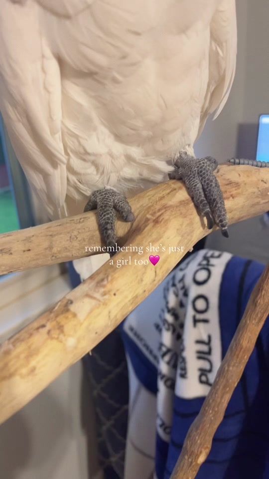 TikTok video thumbnail by bellatheeumbrella