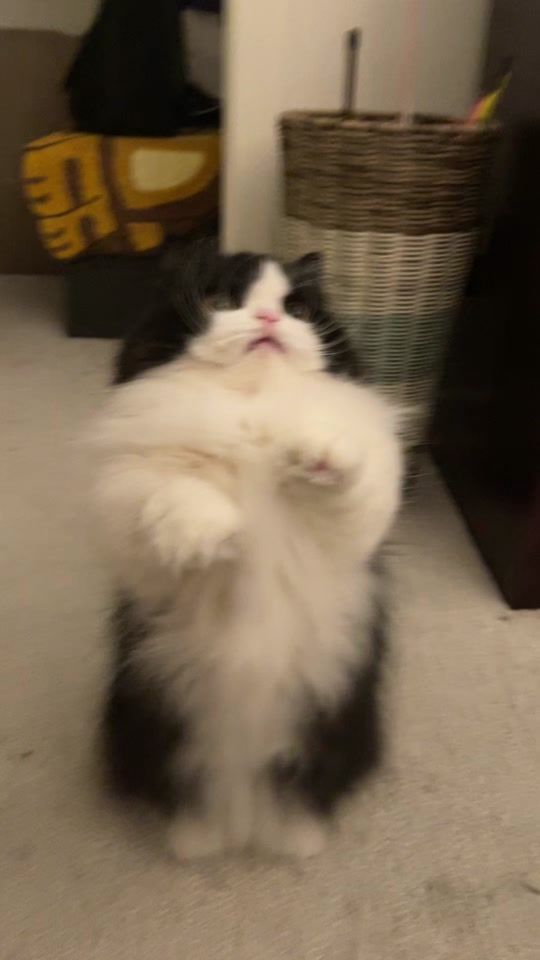 TikTok video thumbnail by bo.the.hobbit