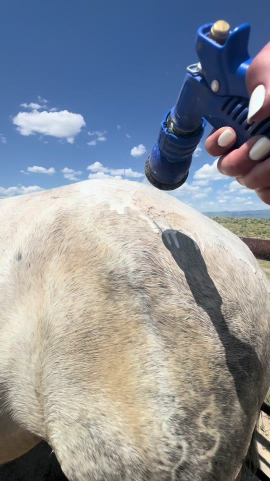 TikTok video thumbnail by theequineeducator