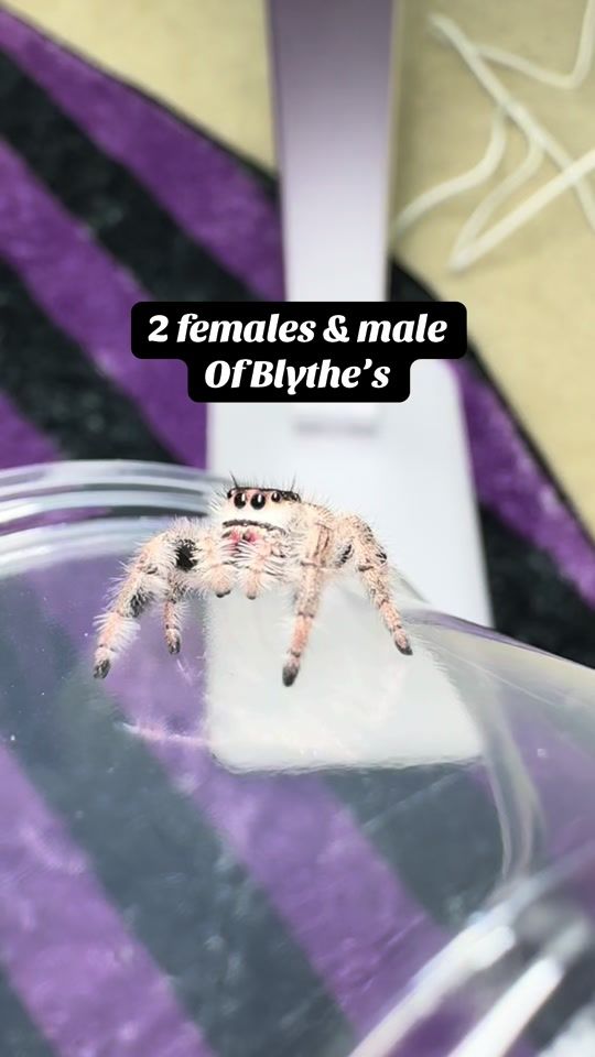 TikTok video thumbnail by spoododdities