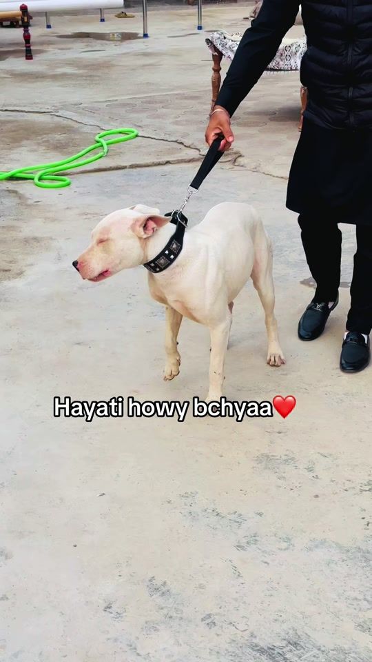 TikTok video thumbnail by adeeb8400