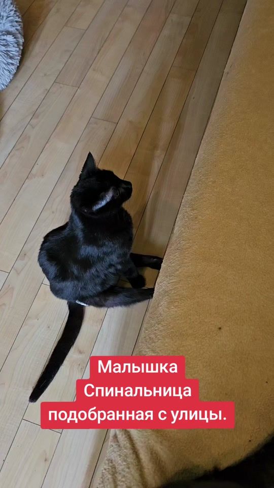 TikTok video thumbnail by user5785089726783