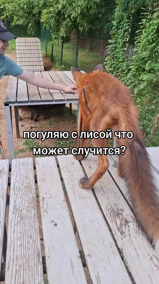 TikTok video thumbnail by 4dogsandfox
