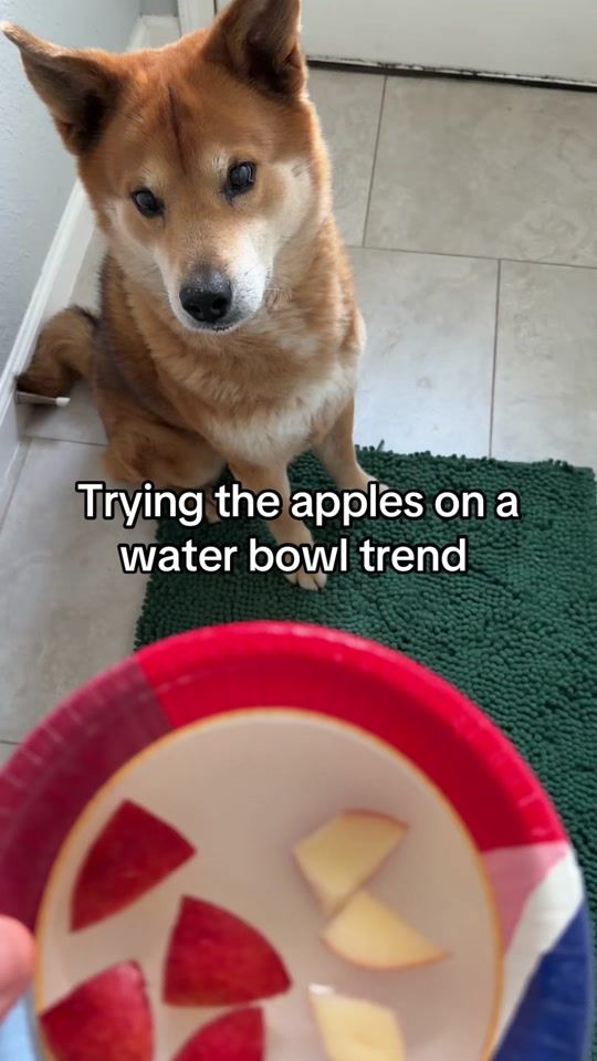 TikTok video thumbnail by jaxxperro