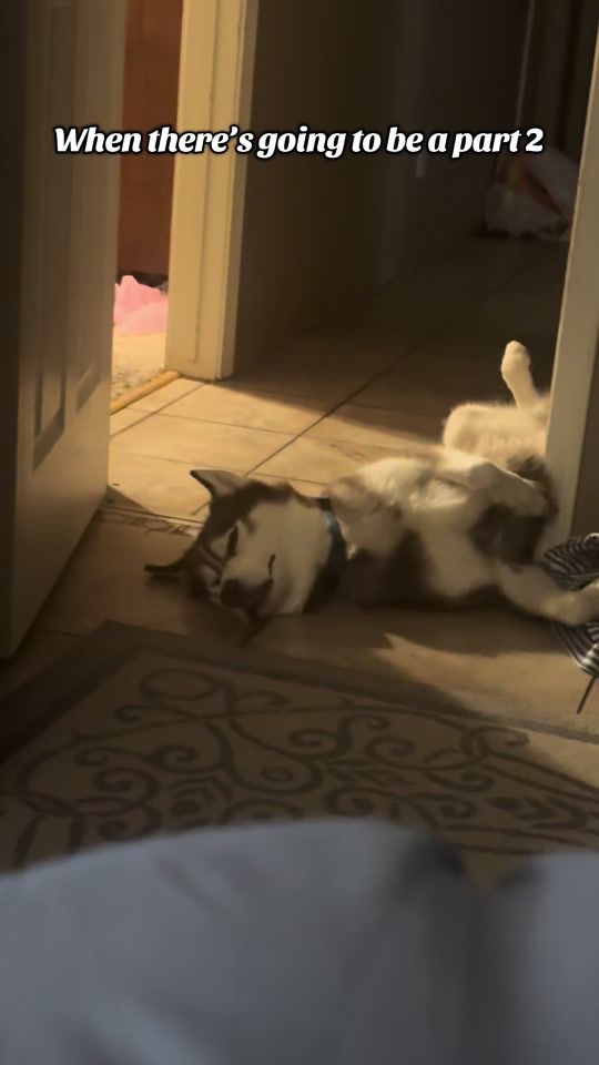 TikTok video thumbnail by 2huskiess