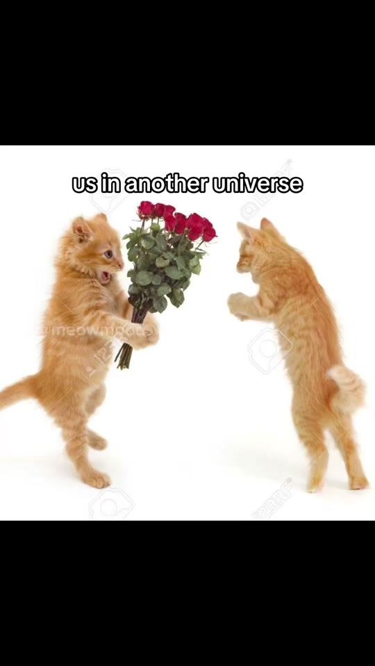 TikTok video thumbnail by meowmood72