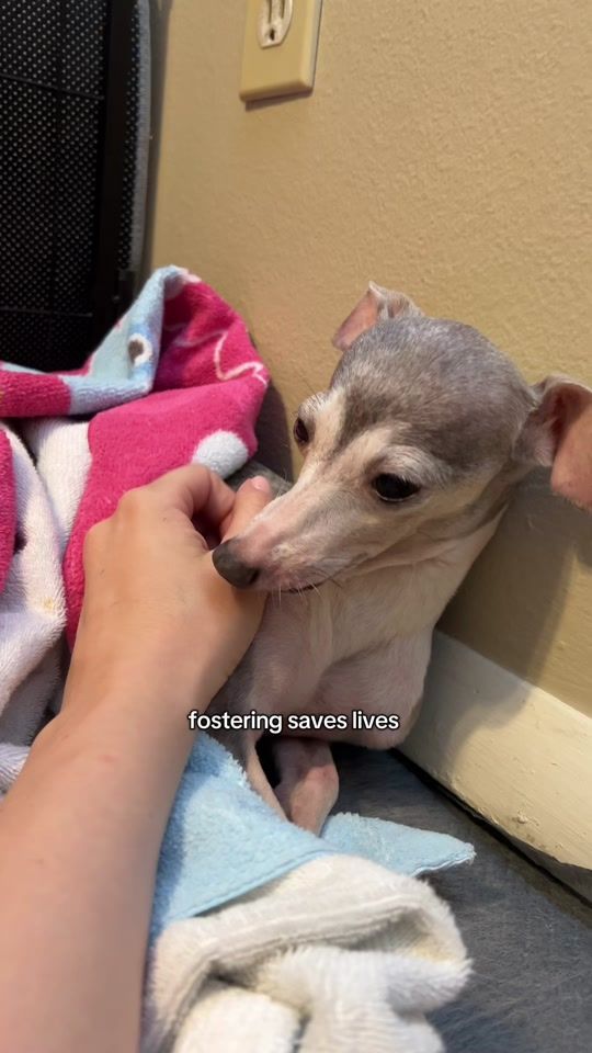 TikTok video thumbnail by yetitheiggy