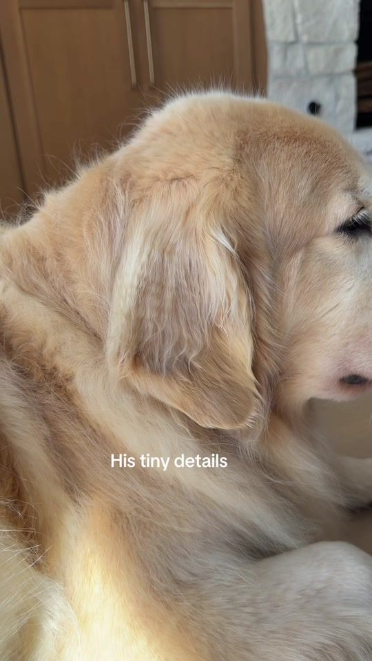 TikTok video thumbnail by maui.thegoldenpup